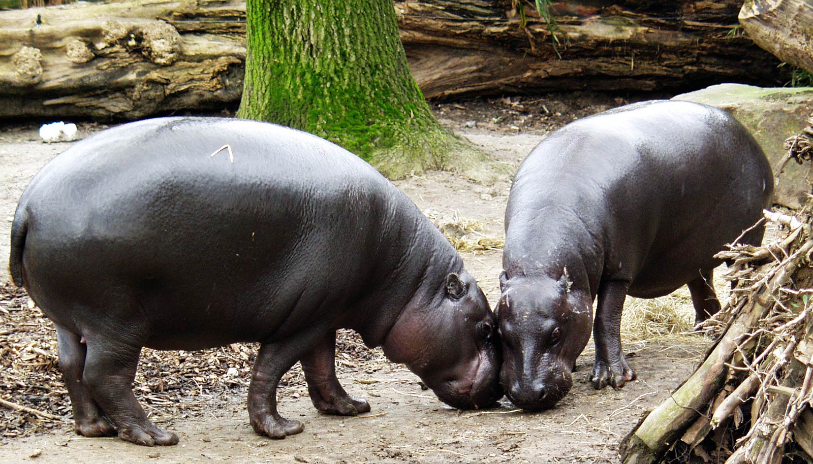 Free Hippopotamus Wallpaper Wallpapers Download - Hippo Male And Female - HD Wallpaper 