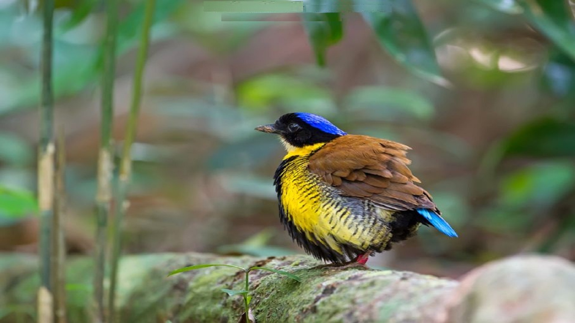 Beautiful Birds Pictures Free Download 1920x1080 Wallpaper Teahub Io