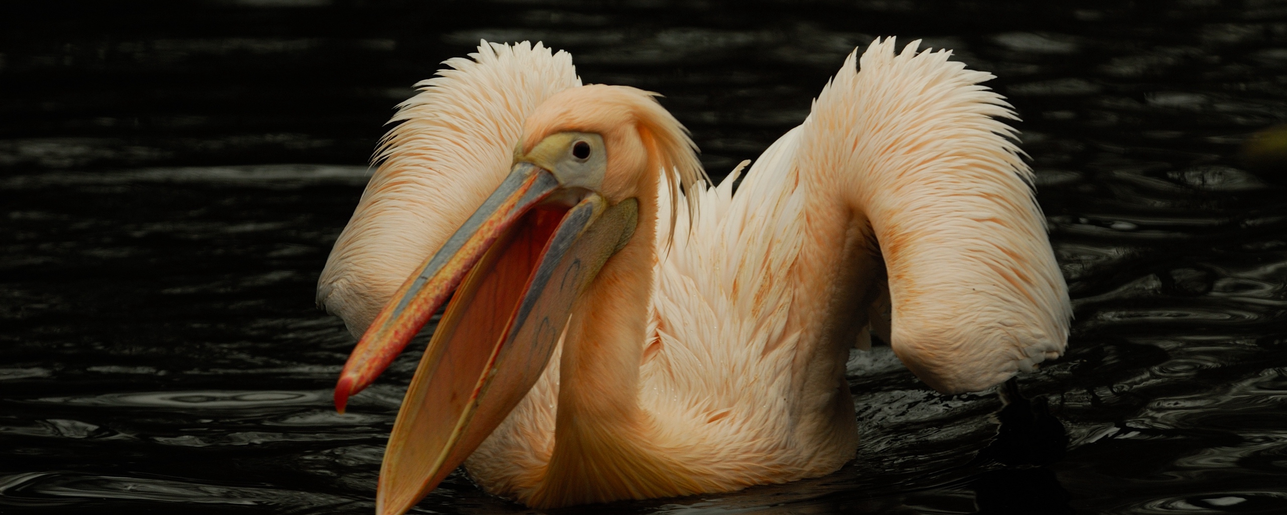 Wallpaper Pelican, Pink, Bird, Water - Pelican Water - HD Wallpaper 