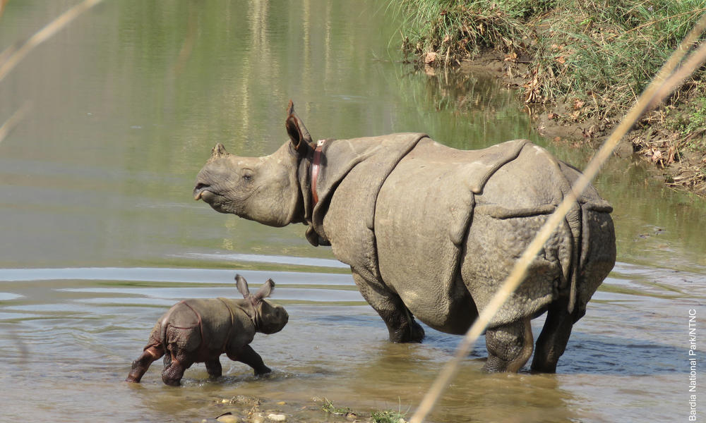 Nepalese Rhinos - HD Wallpaper 