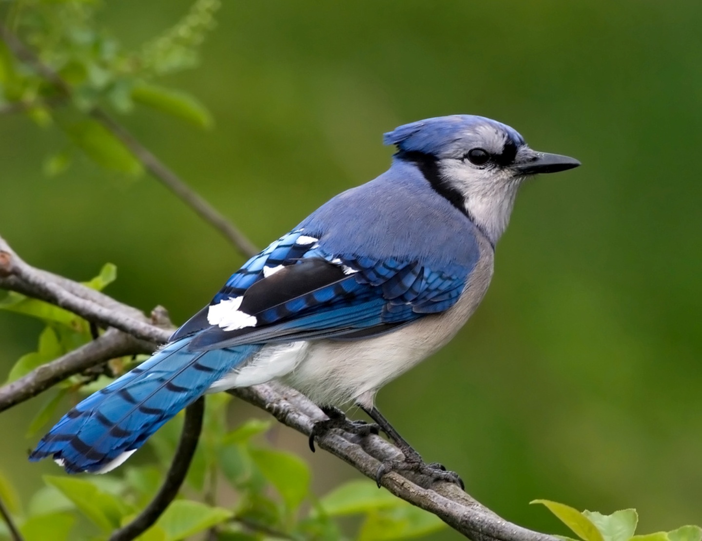 Blue Jay Bird Jpg - HD Wallpaper 