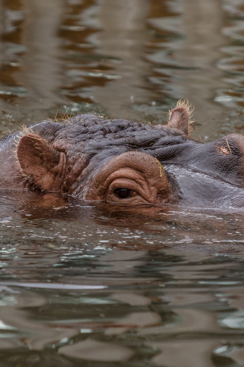 Wallpaper Hippo, Hippopotamus, Animal, Underwater, - Missprint Guatemala - HD Wallpaper 