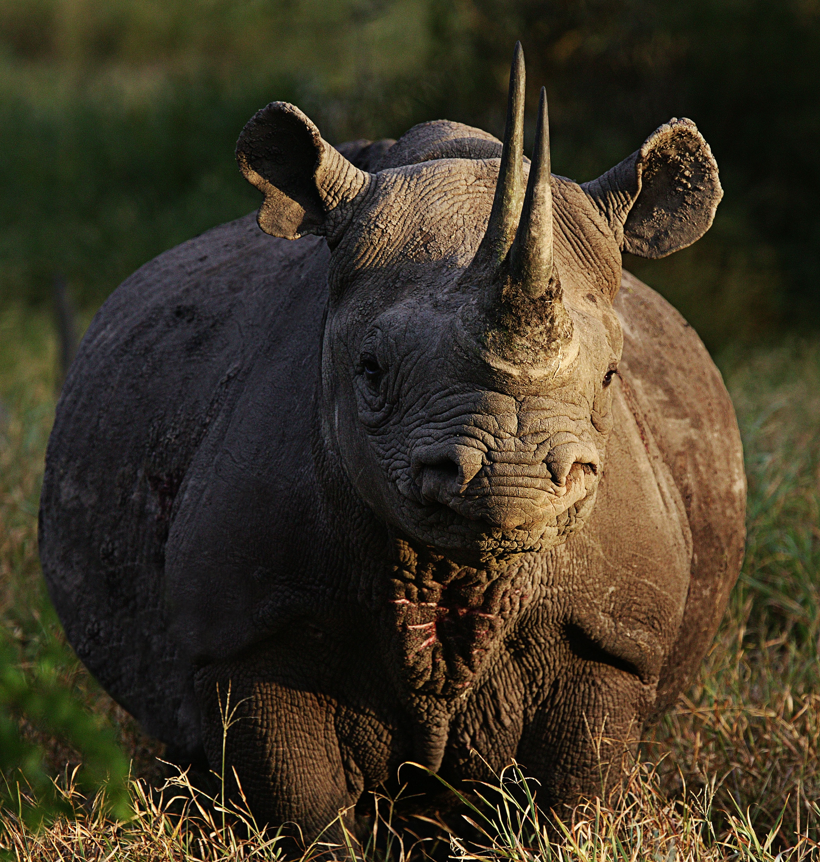 Black Rhino - HD Wallpaper 