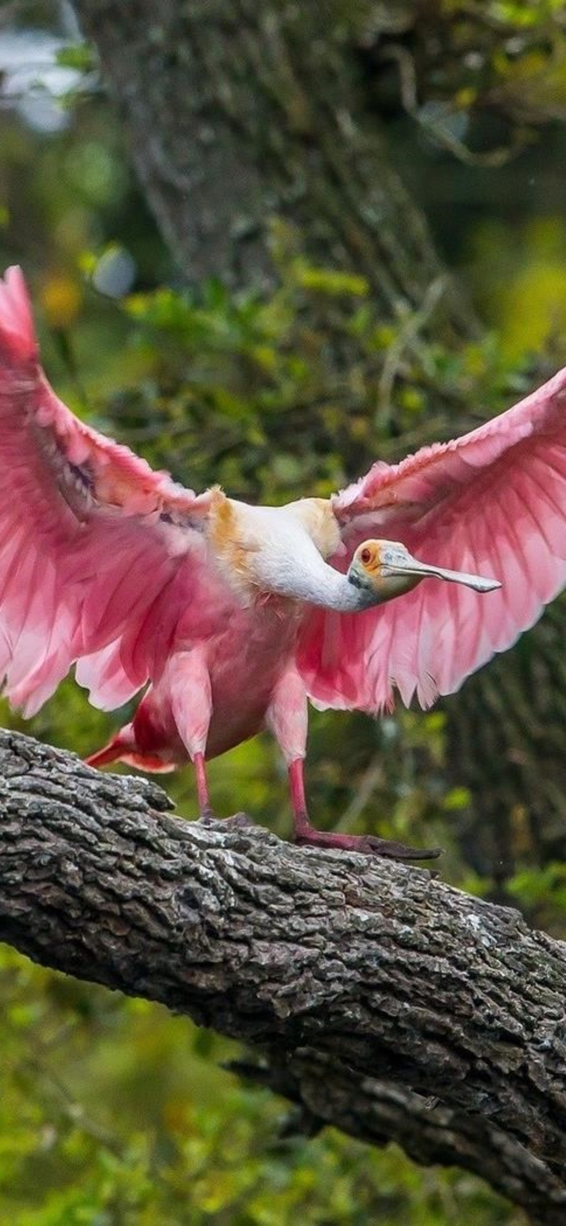 Birds - HD Wallpaper 