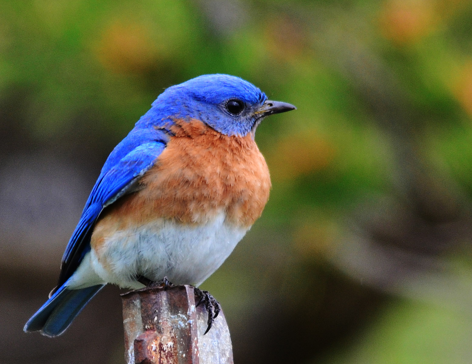 Preview Bluebird - HD Wallpaper 