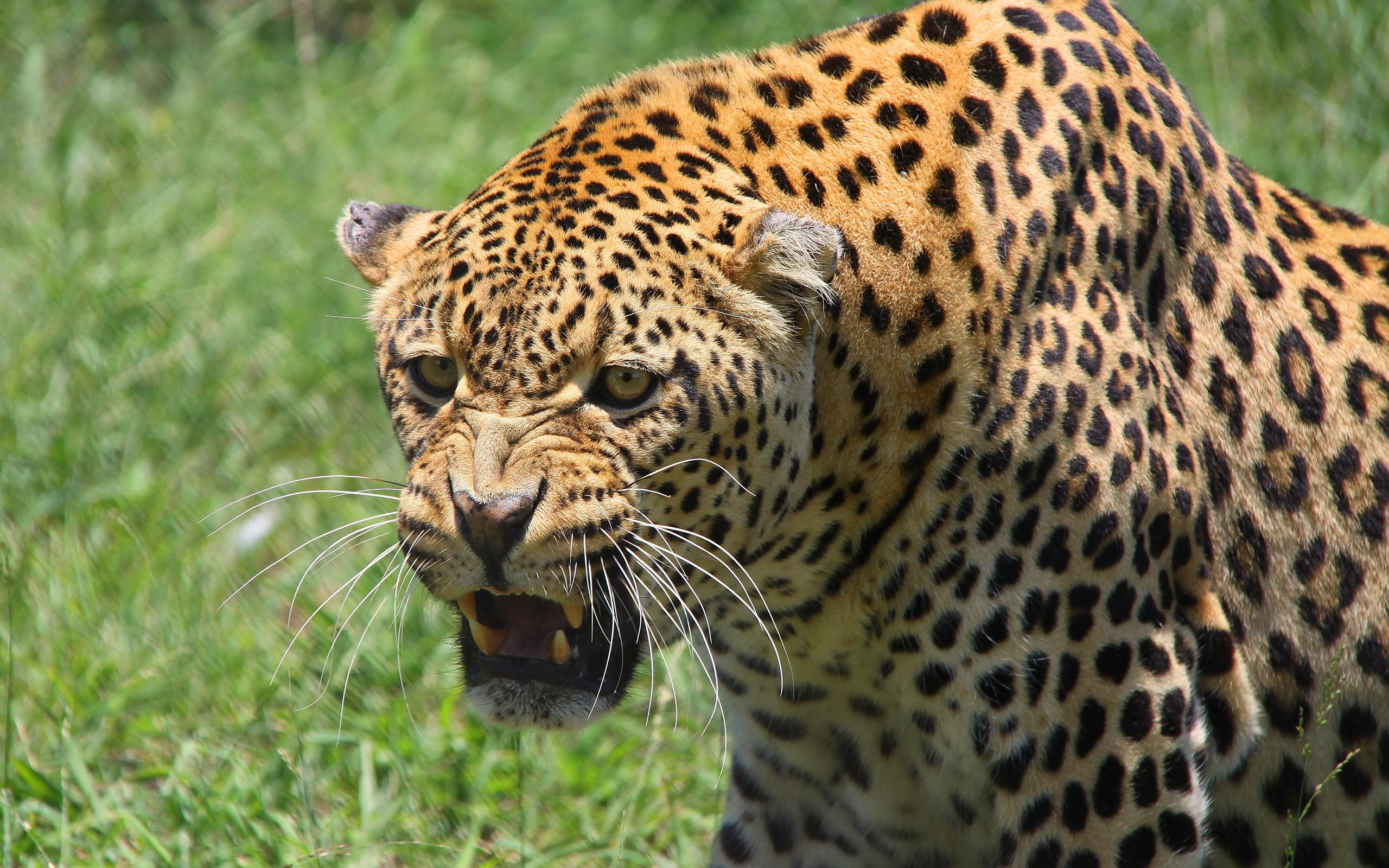 Angry Leopard Hd - HD Wallpaper 