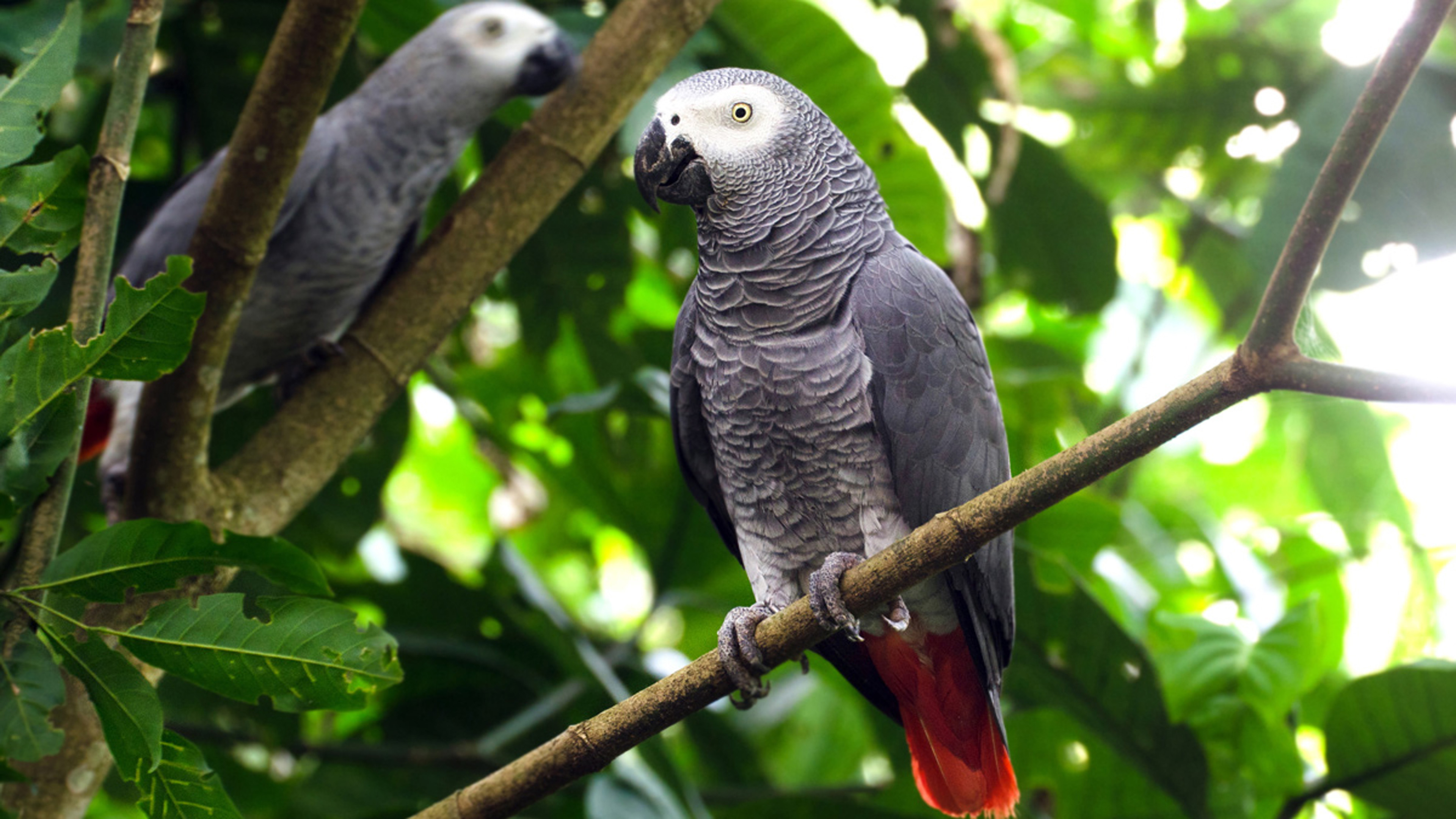African Grey Parrots Hd - HD Wallpaper 