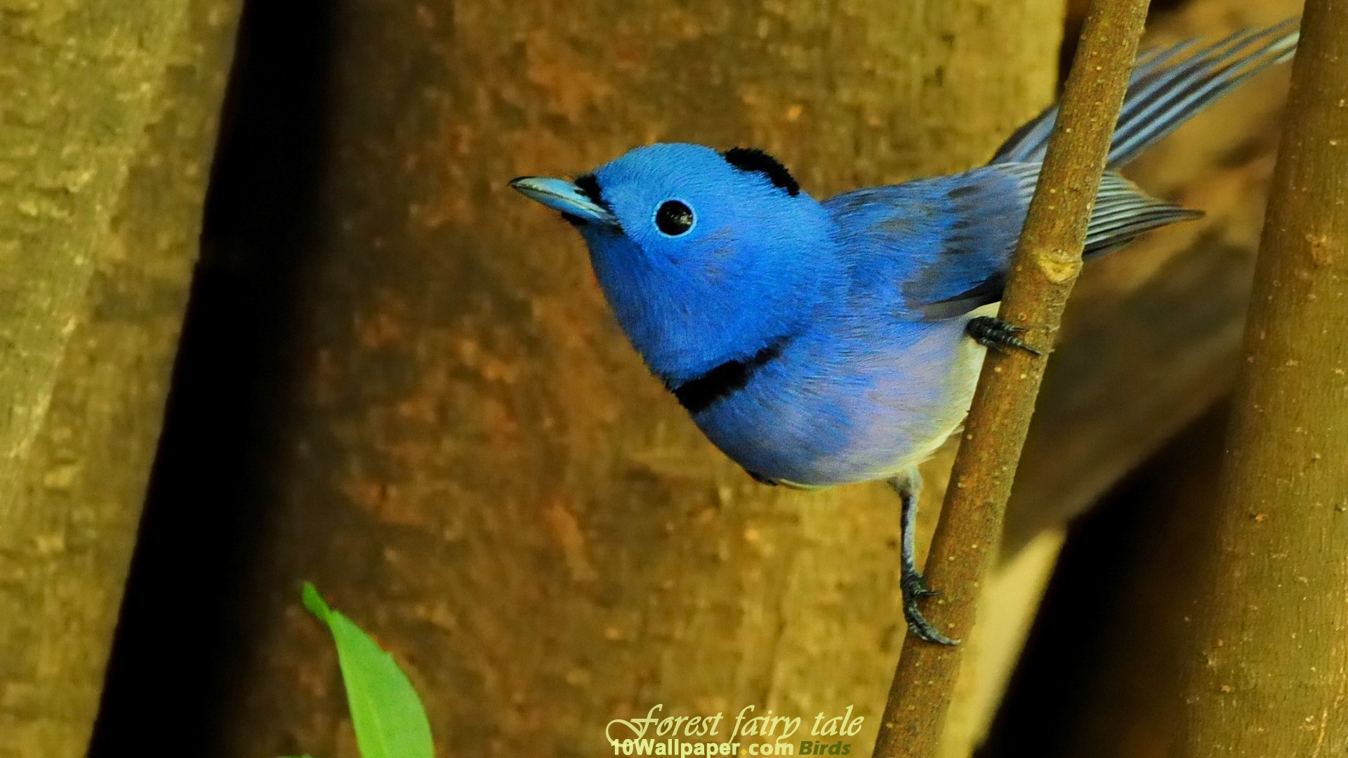 Blue Bird - HD Wallpaper 