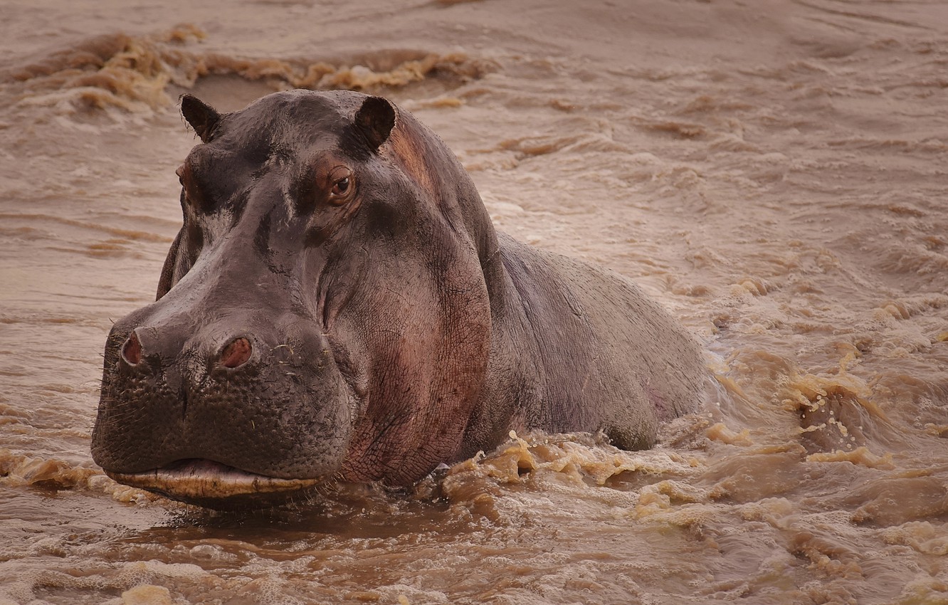 Photo Wallpaper Face, Water, Hippo, Hippo - Wallpaper - HD Wallpaper 