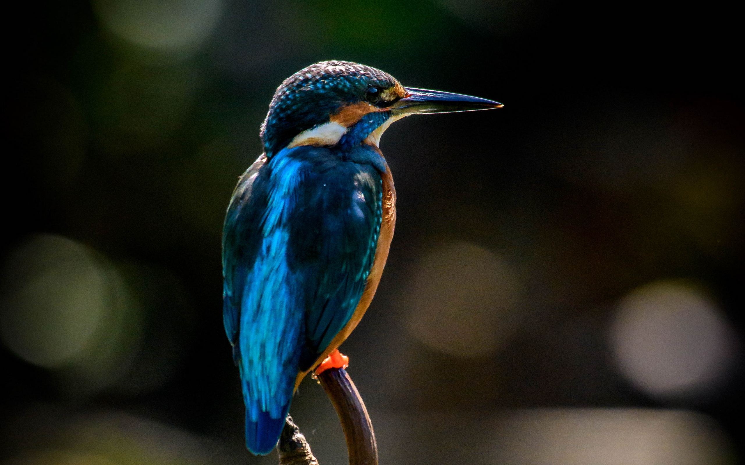 Kingfisher, Bokeh, Close-up, Wildlife, Blue Bird, Small - Bird Black And White Like Kingfisher - HD Wallpaper 