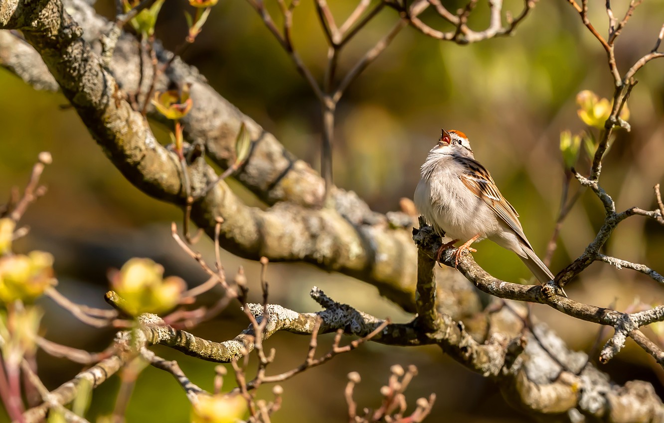 Photo Wallpaper Leaves, Light, Branches, Background, - House Sparrow ...