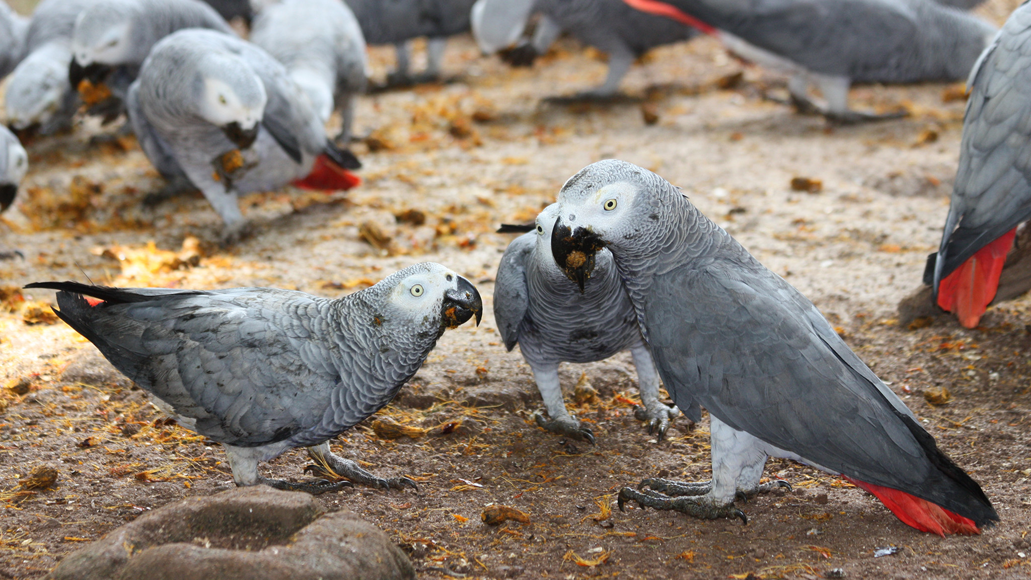 Grey Parrot - HD Wallpaper 