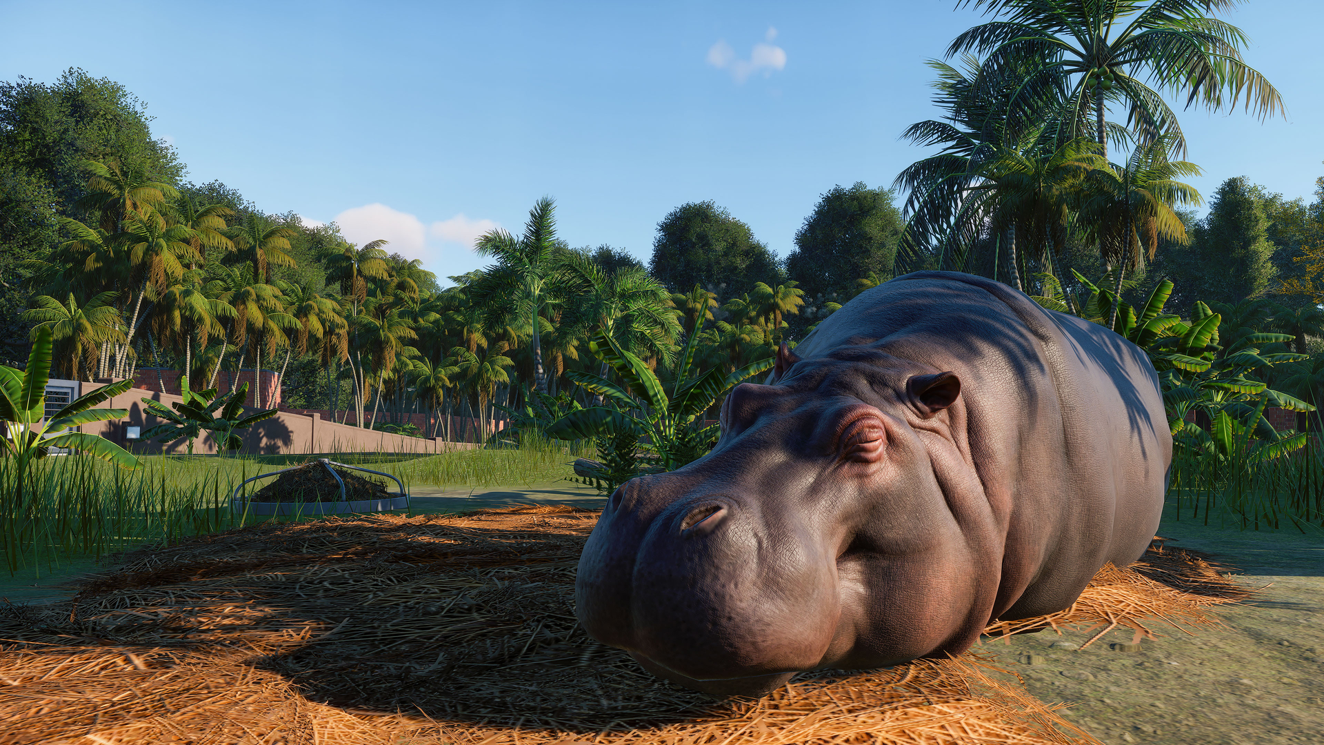 Hippopotamus High Definition Wallpaper - Planet Zoo Release Date - HD Wallpaper 