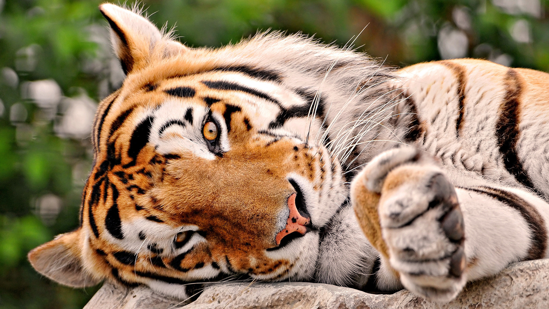 Cute Tiger Wallpaper Hd - HD Wallpaper 