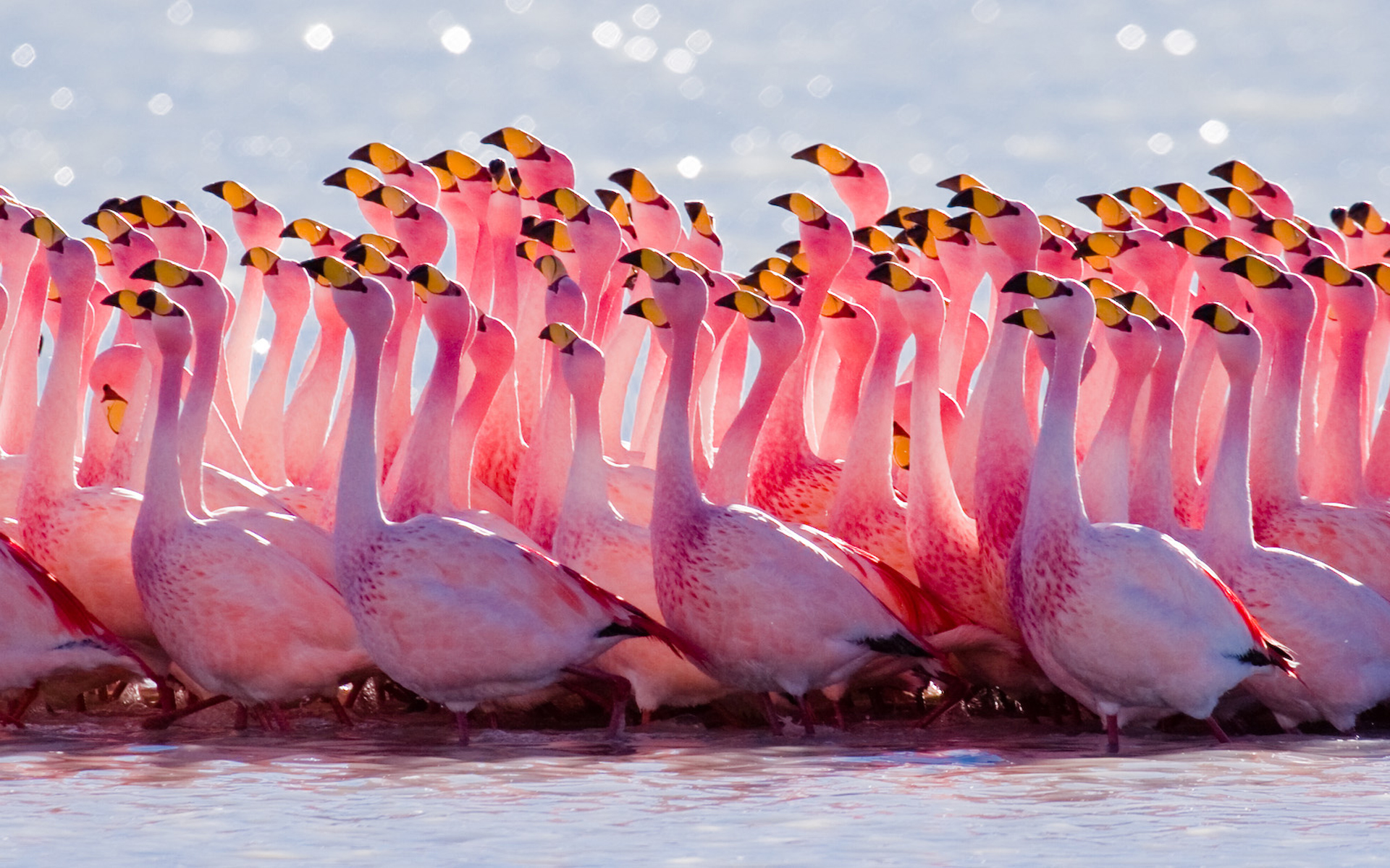 Pink Bird Wallpaper - HD Wallpaper 