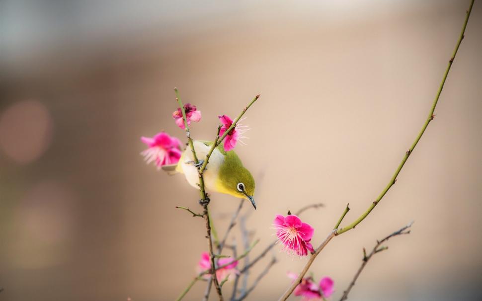 Peach Blossom, Pink Flowers, Bird, Spring Wallpaper,peach - HD Wallpaper 