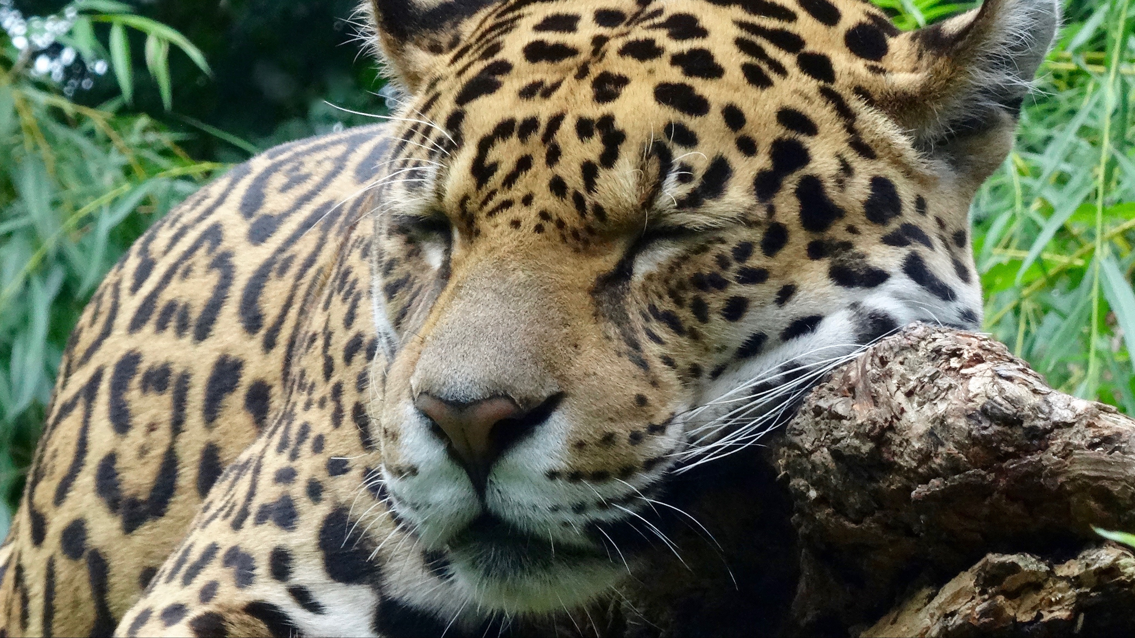 Wallpaper Jaguar, Predator, Sleeping, Big Cat - Jaguar Sleeping - HD Wallpaper 
