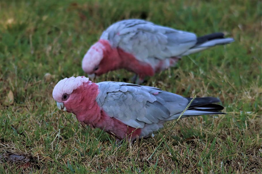 Galah, Pink And Grey, Cockatoo, Native, Australian, Macaw 910x607
