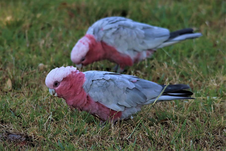 Galah, Pink And Grey, Cockatoo, Native, Australian, - Macaw - HD Wallpaper 