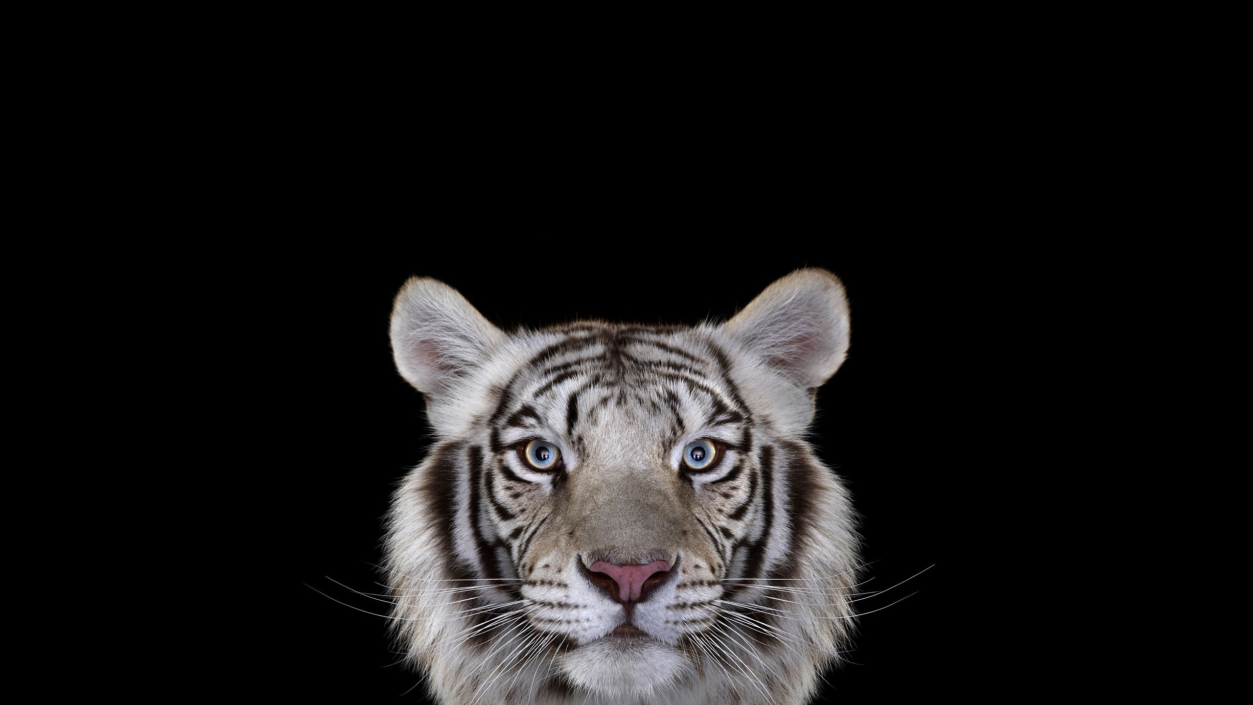 Big Cat Wallpaper - HD Wallpaper 