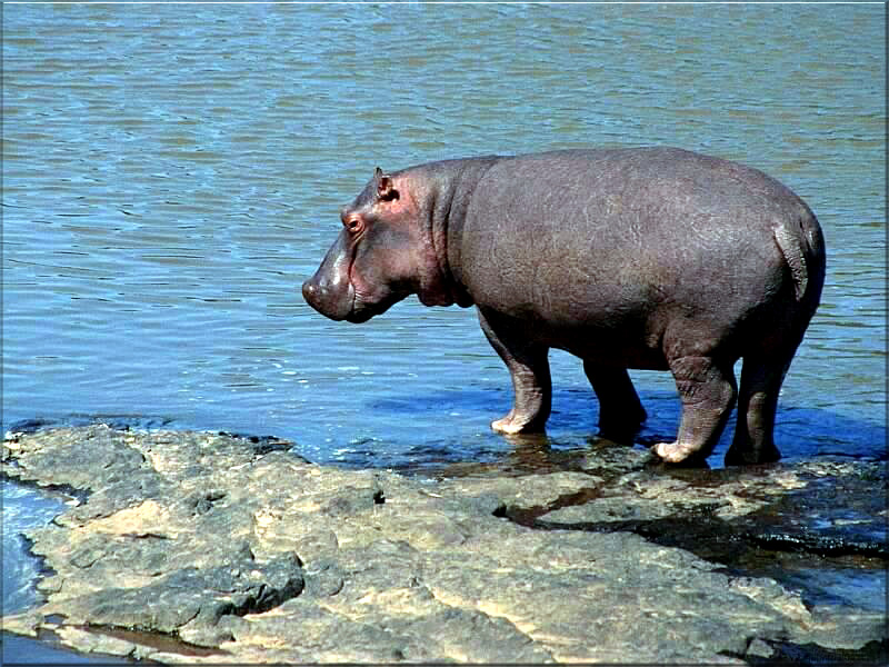 Funny Hippopotamus - HD Wallpaper 
