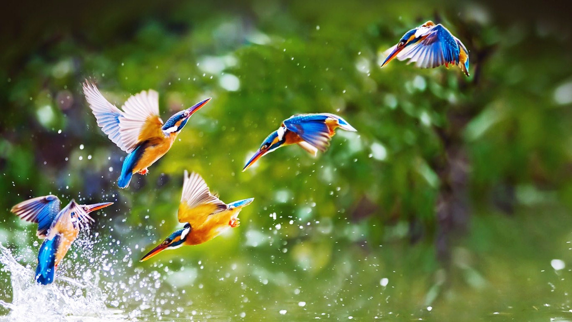 1920x1080, Bird Widescreen 
 Data Id 282712 
 Data - Hd Background Birds - HD Wallpaper 