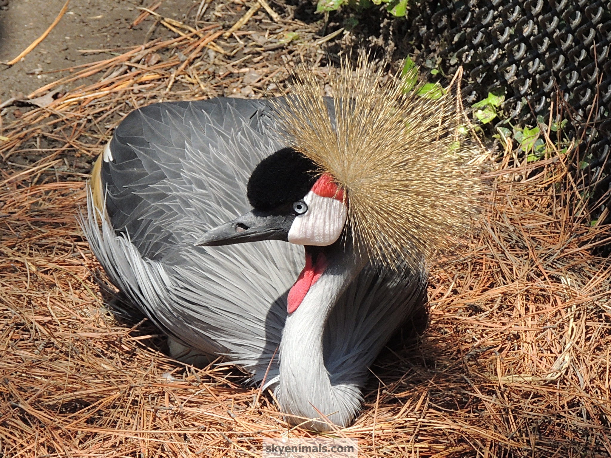 Domesticated Turkey - HD Wallpaper 