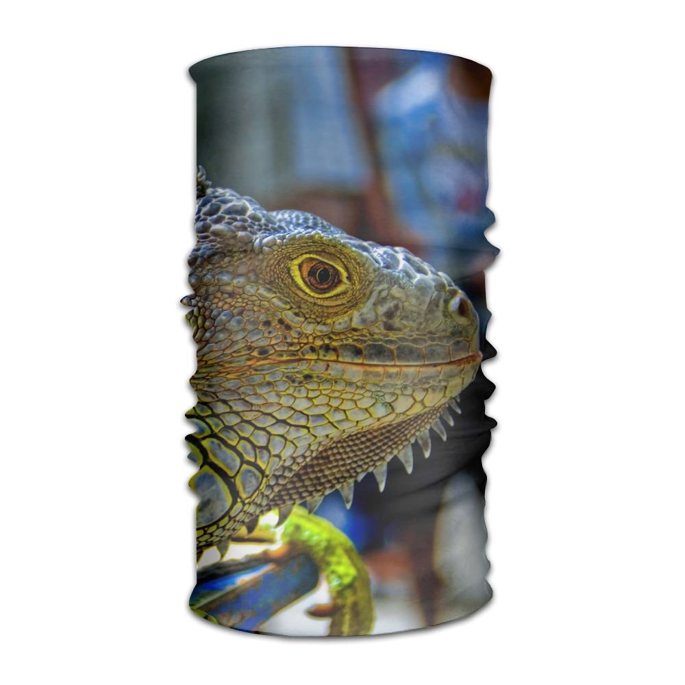 Iguana - HD Wallpaper 