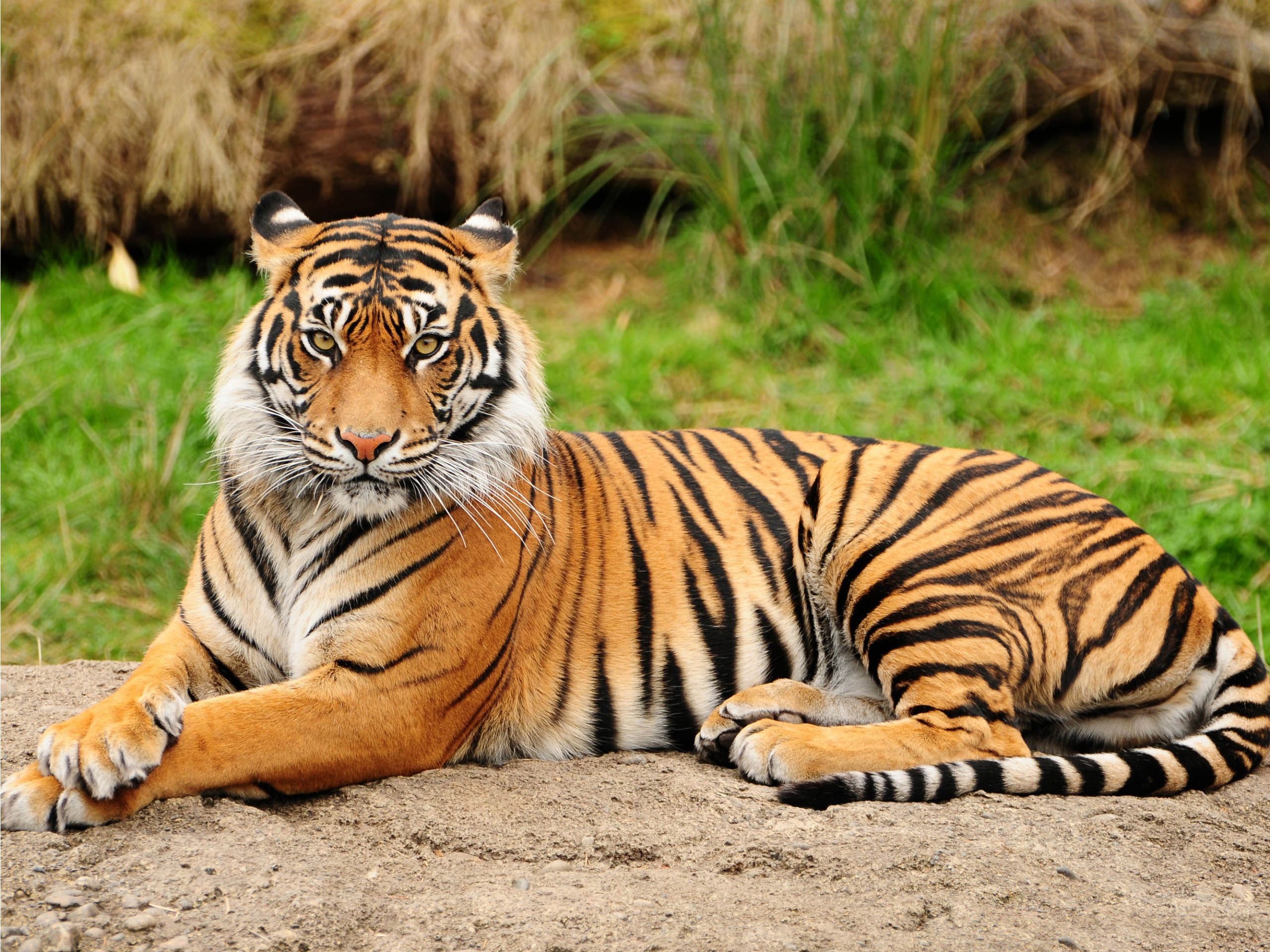 Big Cat Wallpaper - HD Wallpaper 