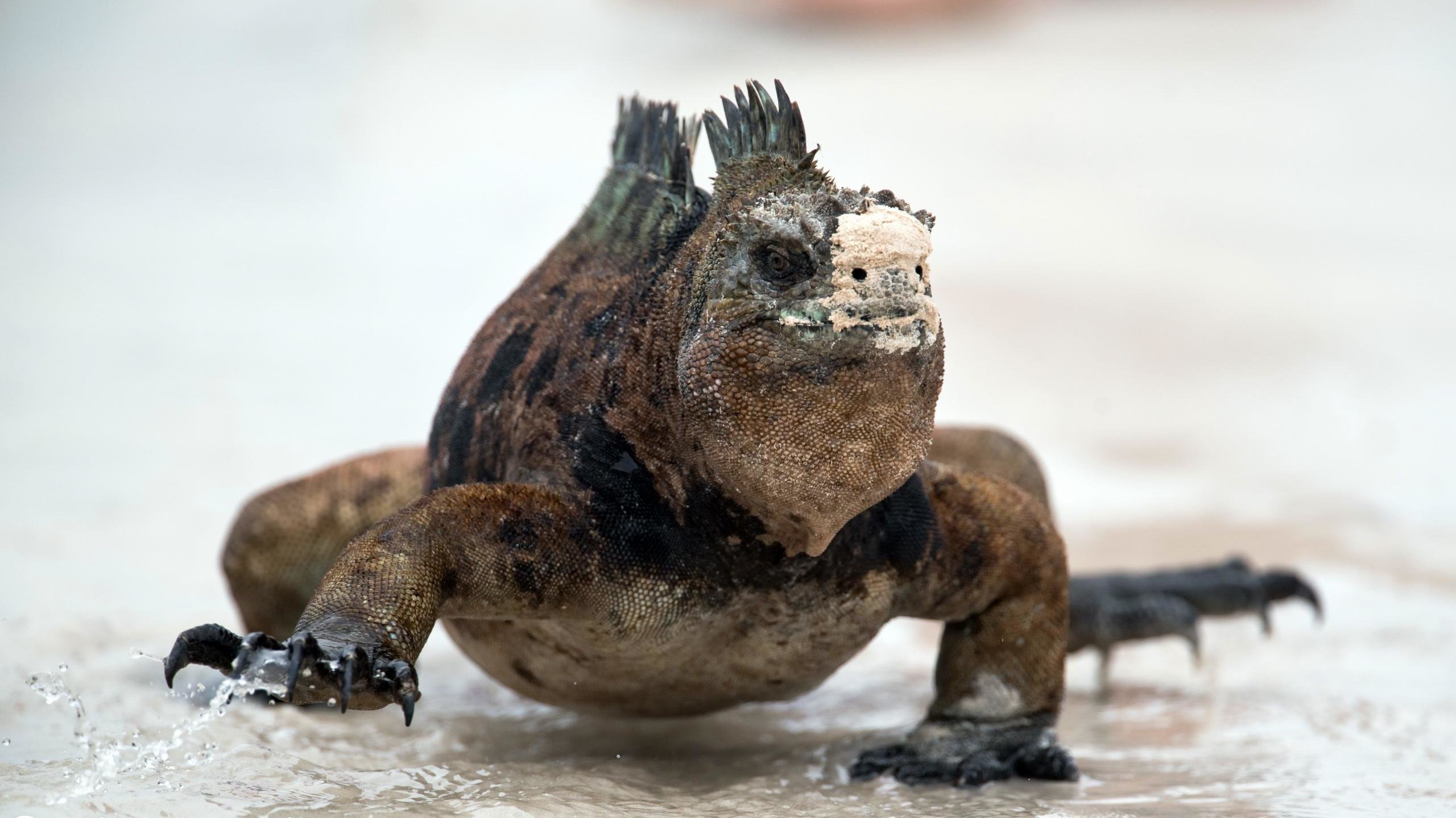 Free Download Iguana Wallpaper Id - Green Iguana - HD Wallpaper 