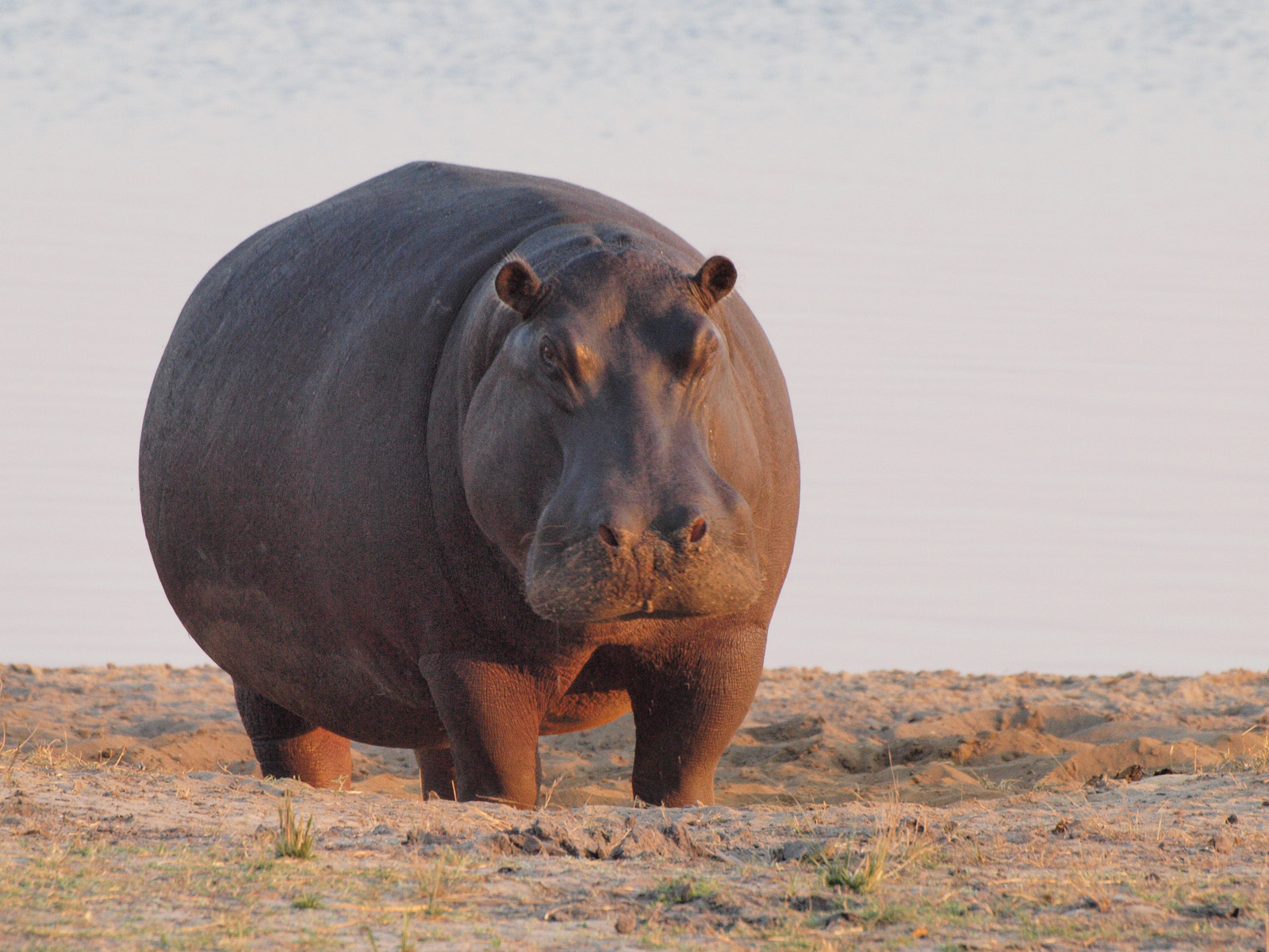 Hippo - HD Wallpaper 