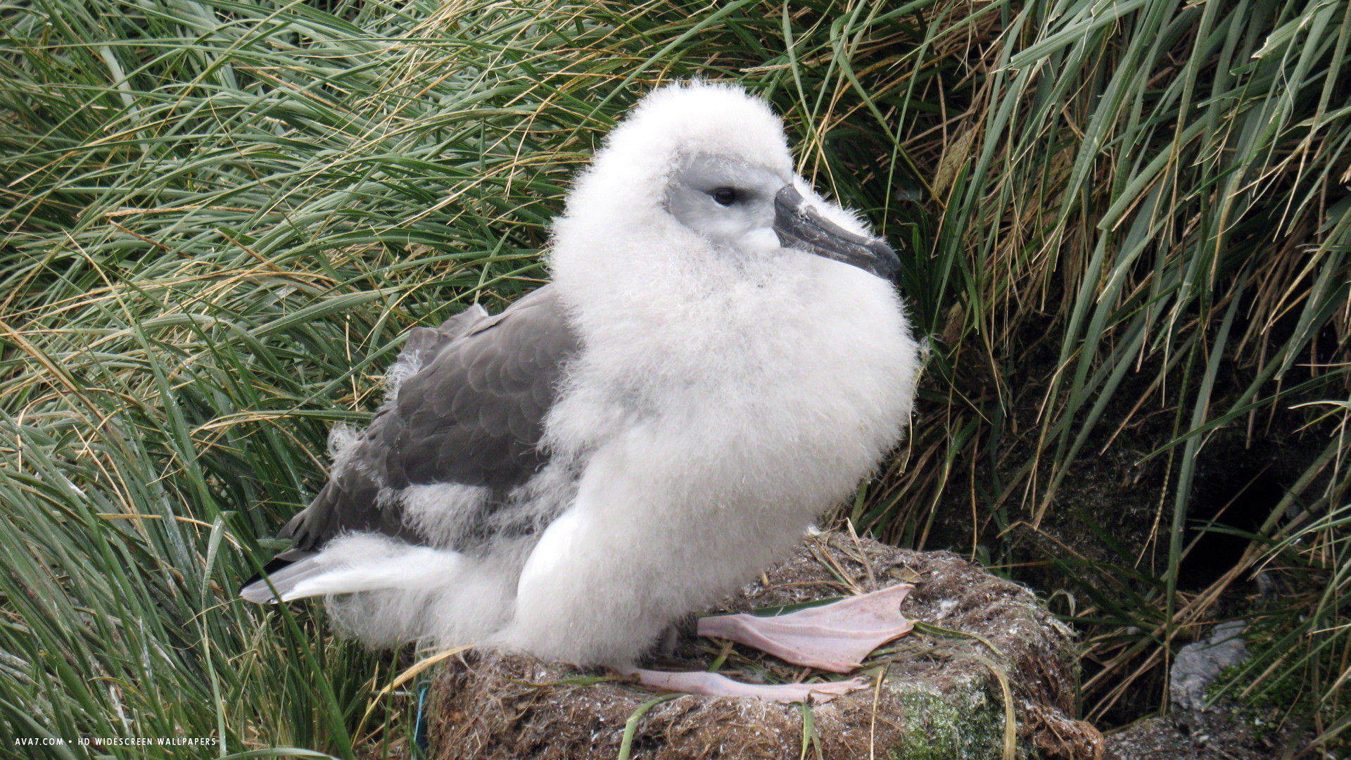 Albatross Grey Headed Chick Bird Nest Hd Widescreen - Birds - HD Wallpaper 