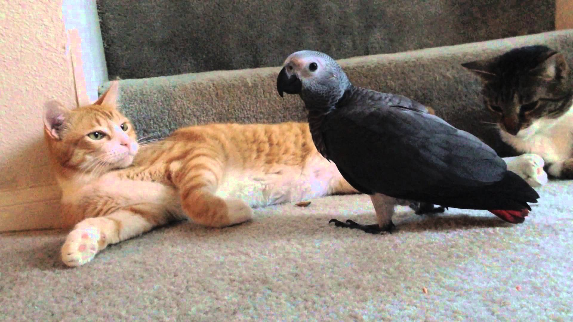 African Grey And Cat - HD Wallpaper 