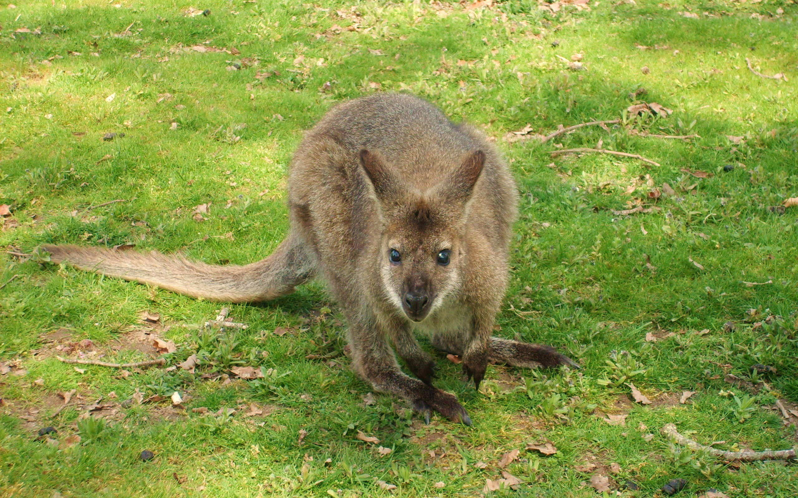 Wallaby - HD Wallpaper 