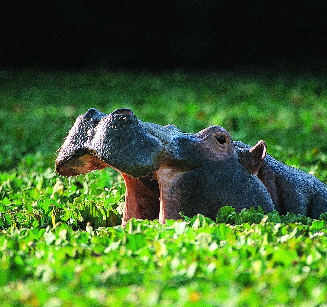 Hippo Desktop Background - HD Wallpaper 