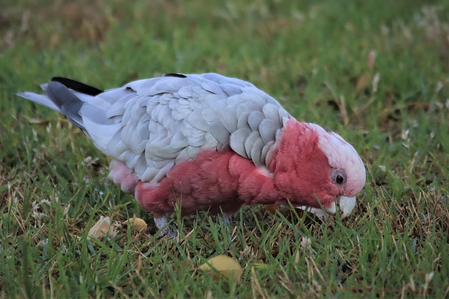 Galah, Pink And Grey, Cockatoo, Native, Australian, - Parrot - HD Wallpaper 