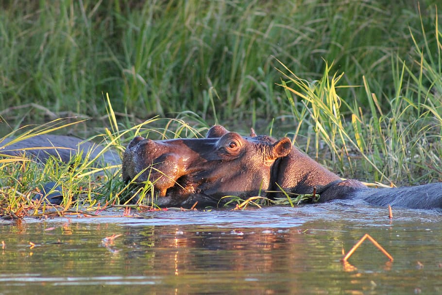 Hippo, Africa, Swamp, Animal Themes, Animal Wildlife, - Hippo Swamp - HD Wallpaper 