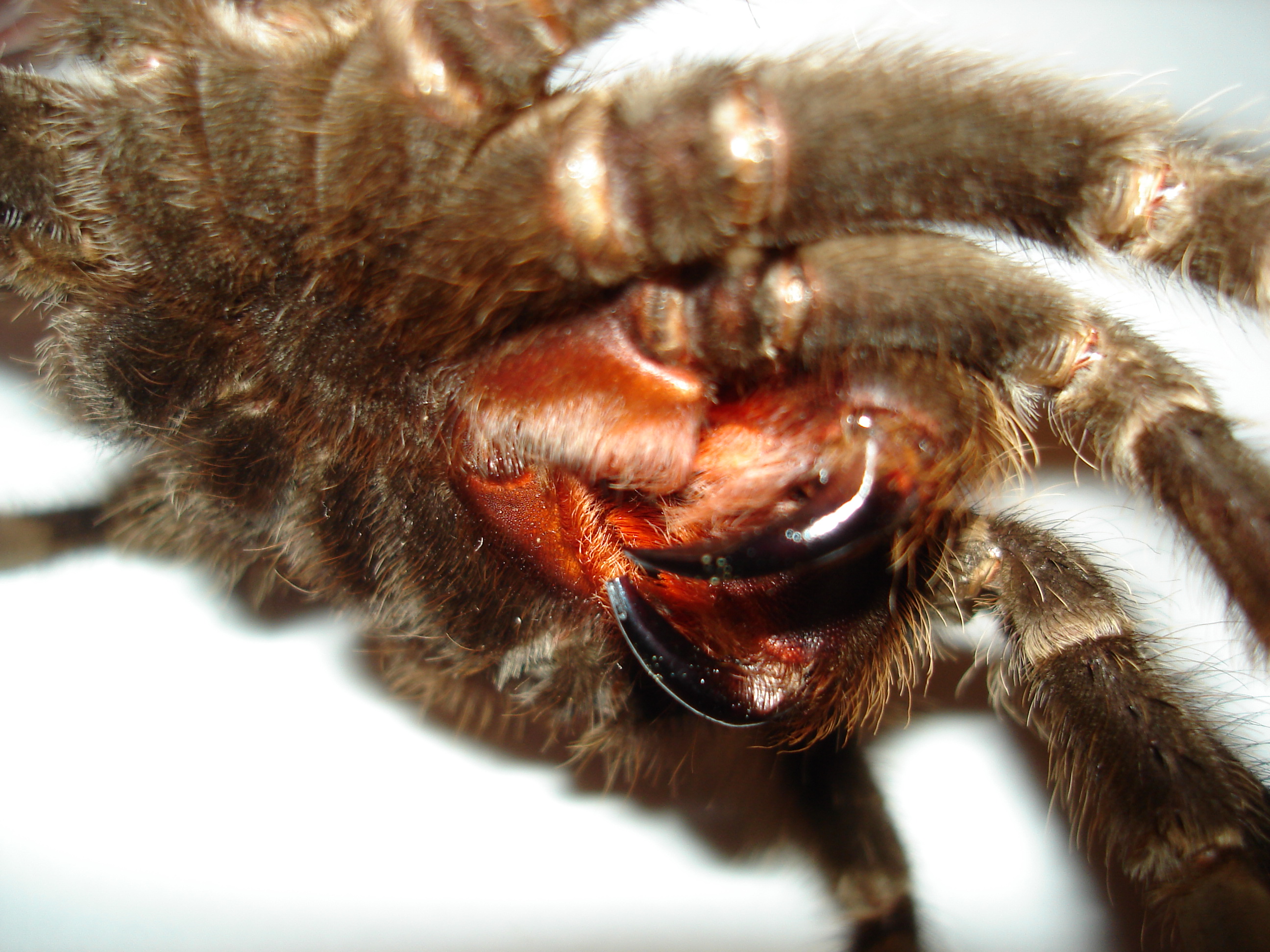 Lasiodora Parahybana - HD Wallpaper 
