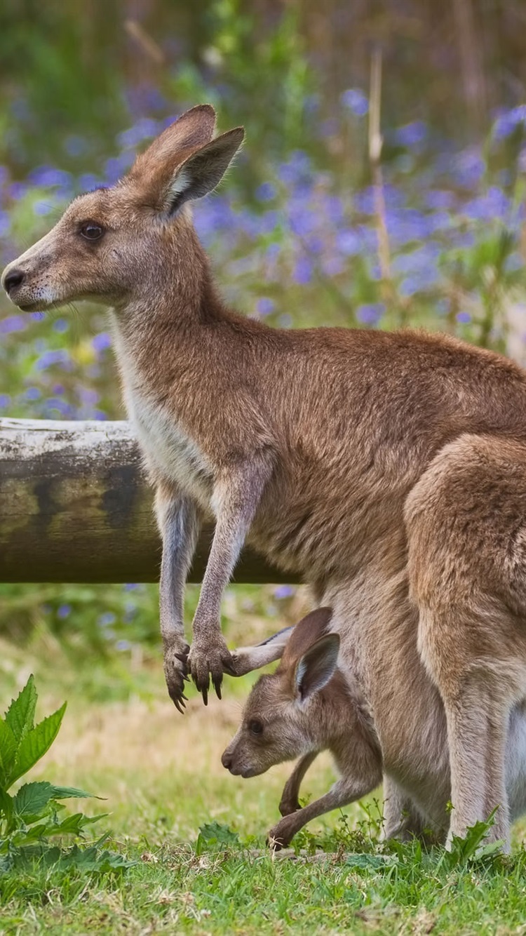 Iphone Wallpaper Kangaroo Mom And Baby, Fence - Baby Kangaroo Wallpaper For Iphone - HD Wallpaper 