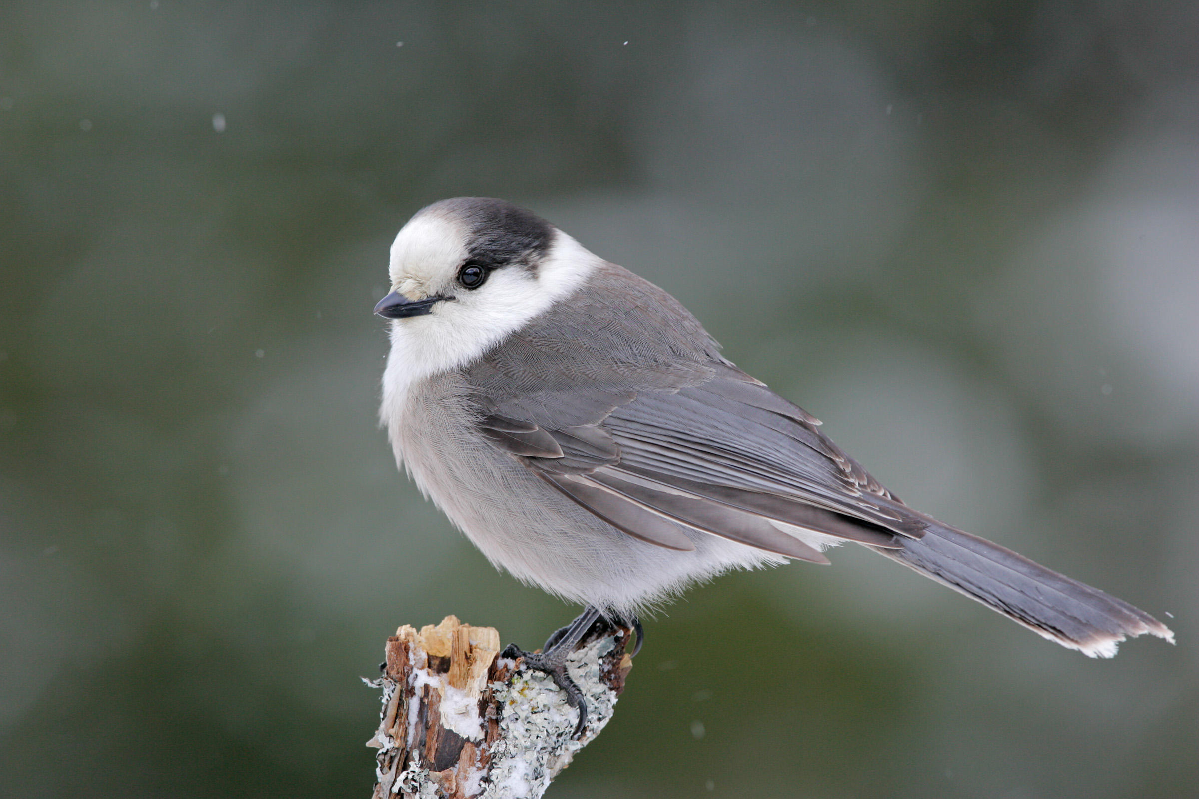 Images Of Gray Jay - Canada Jay Bird - HD Wallpaper 