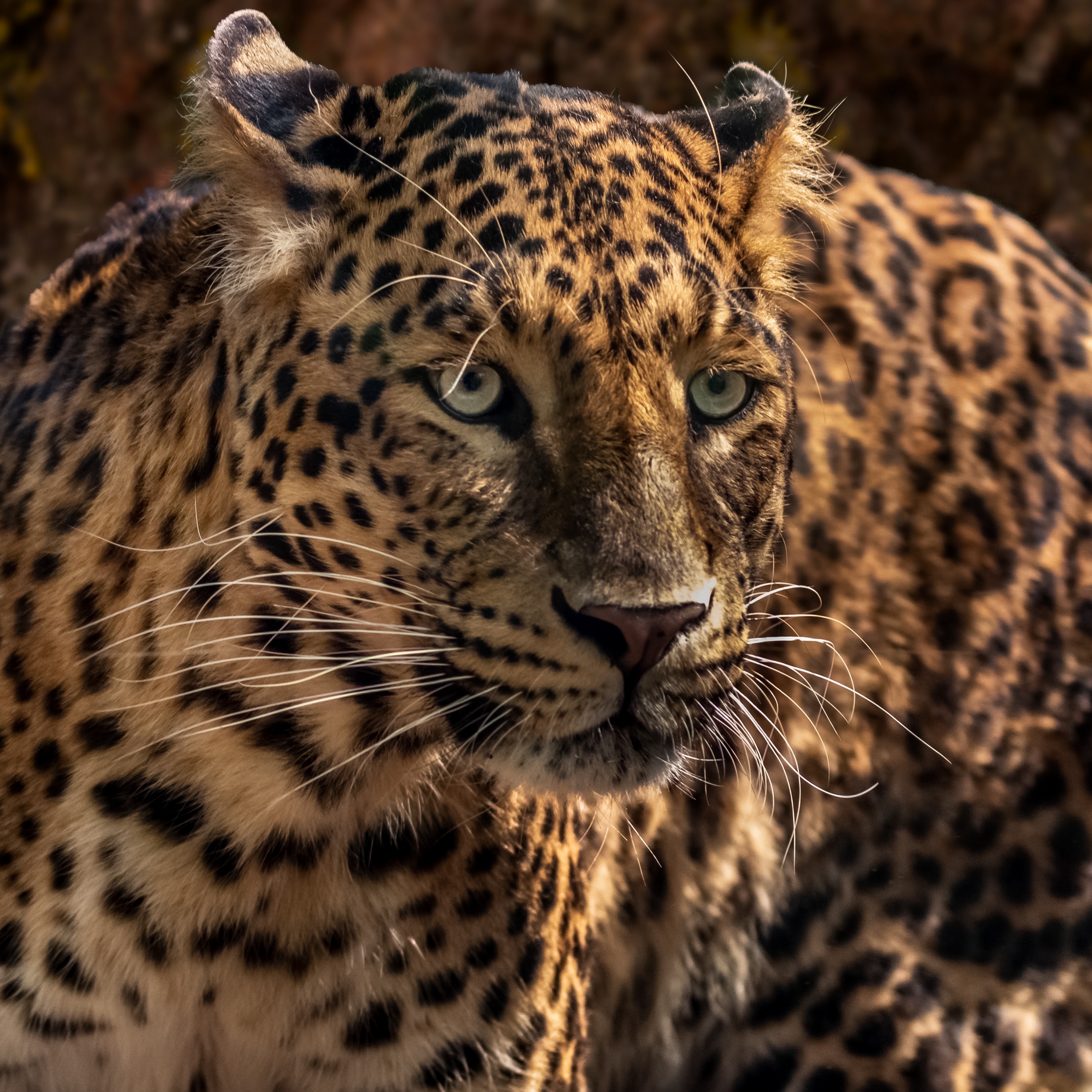 Big Cat Wallpaper - HD Wallpaper 