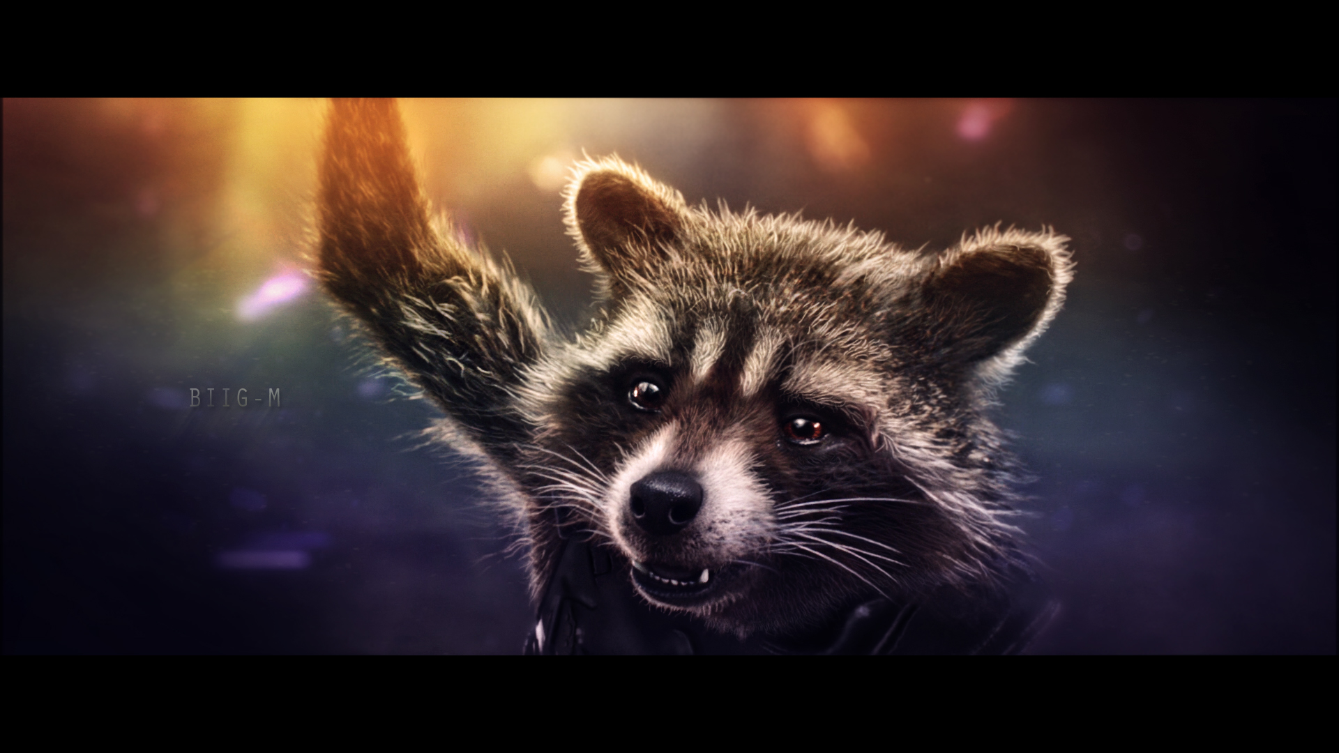 P - Raccoon Backgrounds - HD Wallpaper 