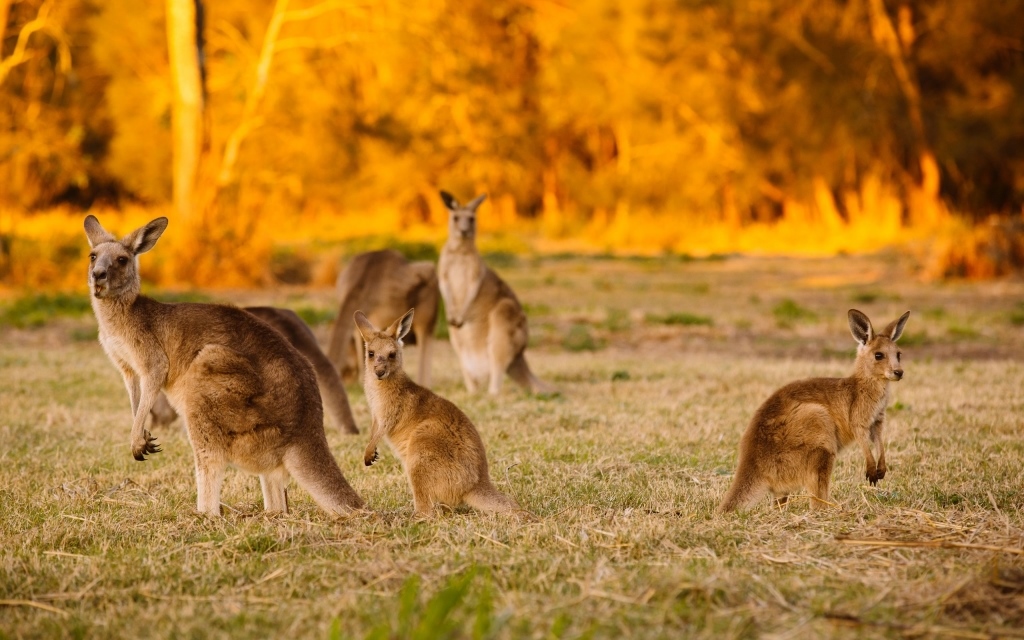 Australian Kangaroo - Kangaroo - HD Wallpaper 