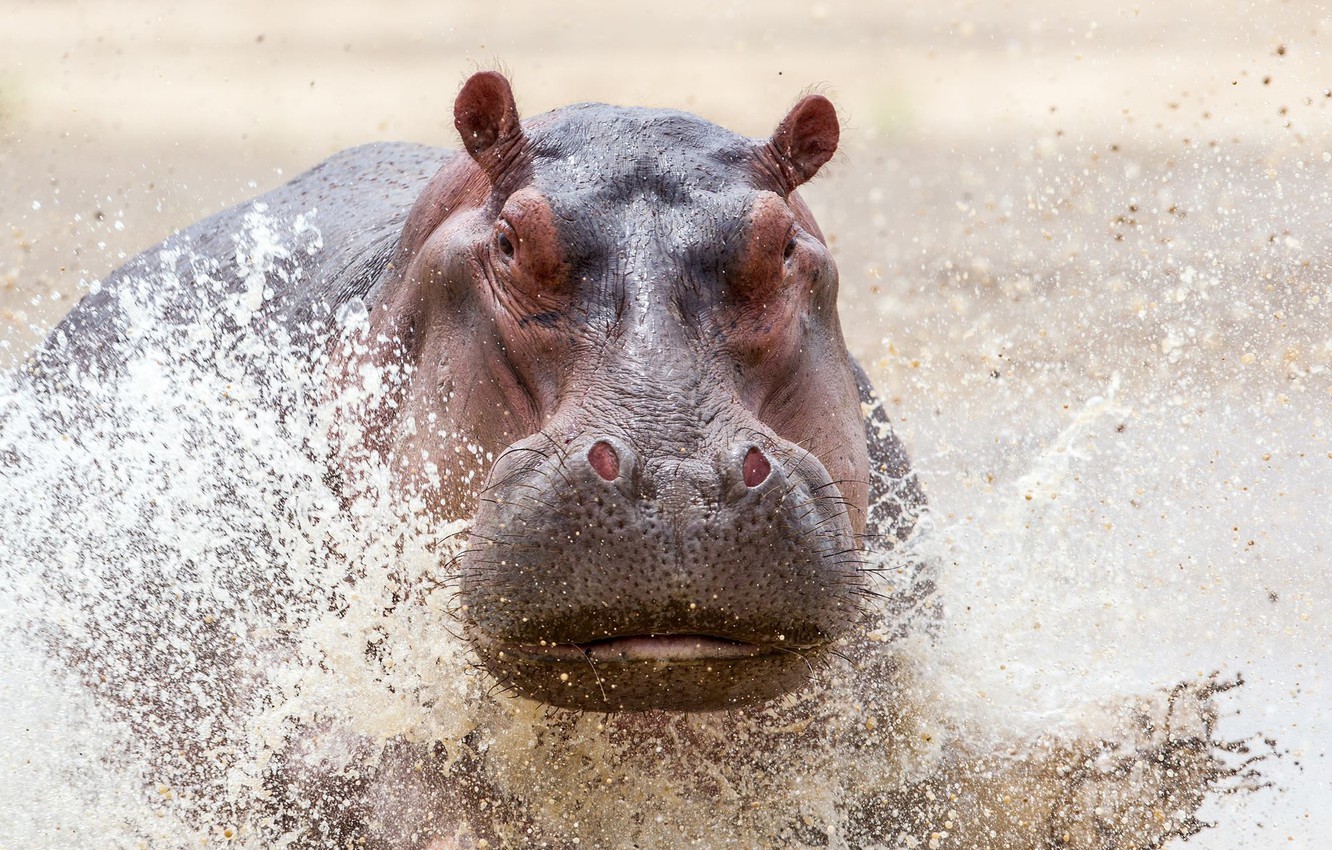 Photo Wallpaper Safari, Zambia Wildlife, Charging Hippo - HD Wallpaper 