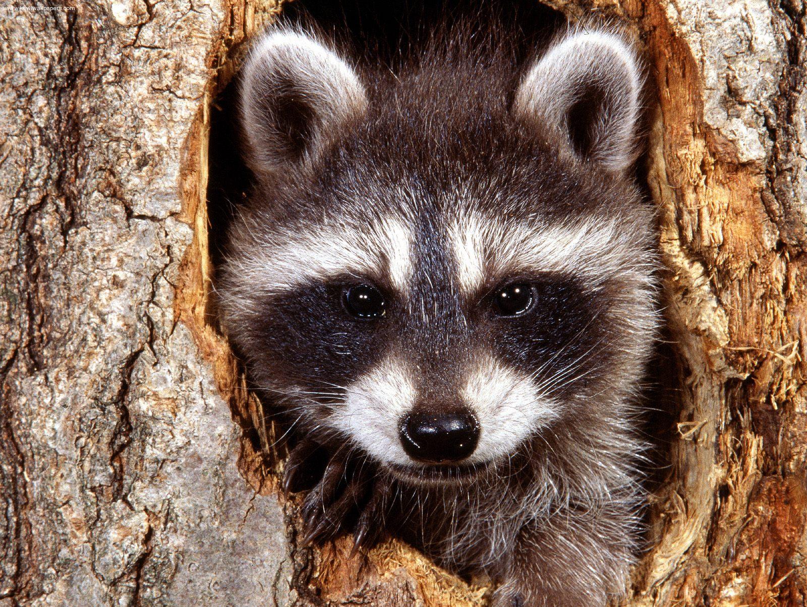 Raccoon Hd - HD Wallpaper 