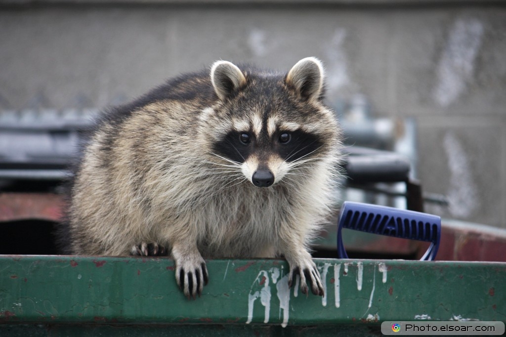 Raccoon Wallpaper - Raccoon Trash - HD Wallpaper 