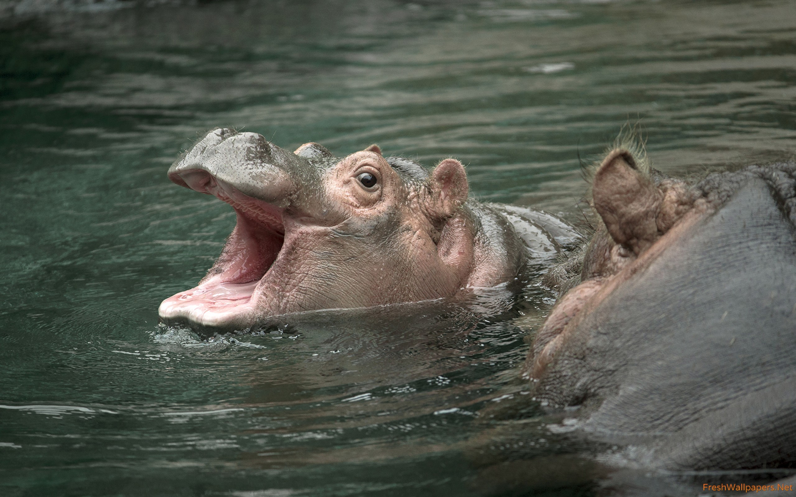 Animales En Zoo De San Diego - HD Wallpaper 