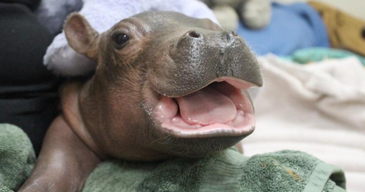 Baby Hippo Wallpaper - Baby Hippo Cincinnati Zoo - 1200x630 Wallpaper - Baby Hippo Wallpaper - Baby Hippo Cincinnati Zoo - 1200x630 Wallpaper -