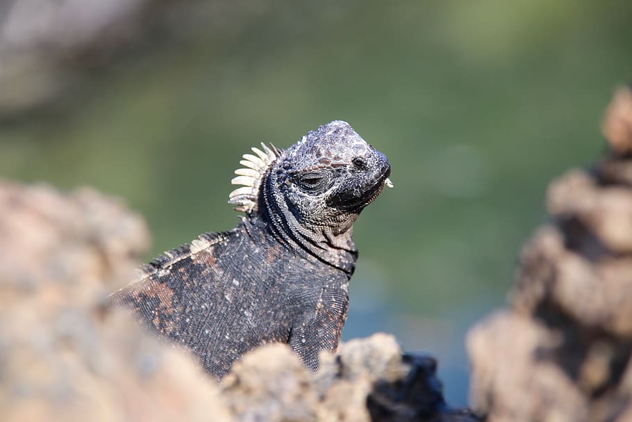 Iguana, Volcanic Lands, Enchanted Islands, Galapagos - HD Wallpaper 