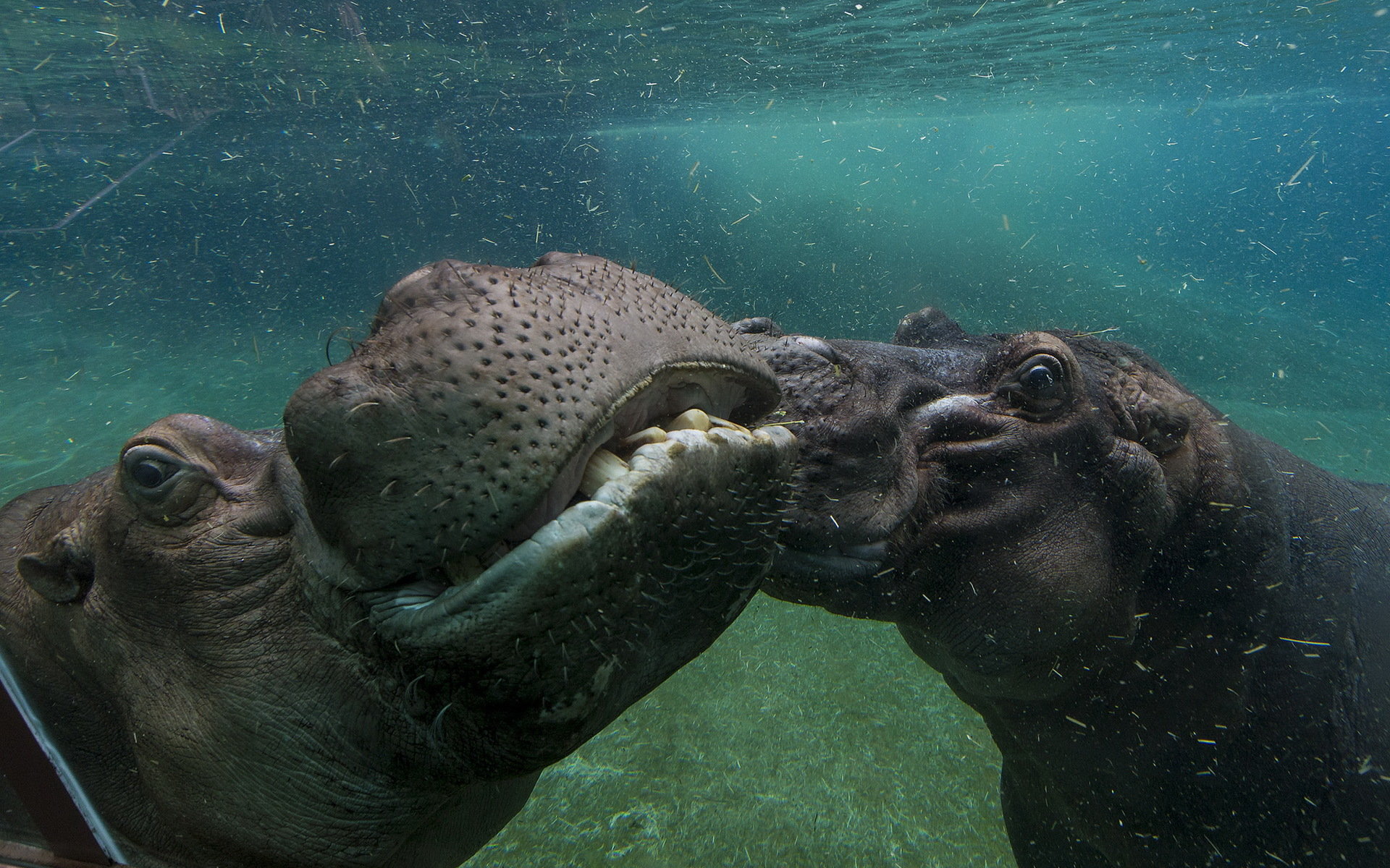 Best Hippo Wallpaper Id - Wallpaper - HD Wallpaper 